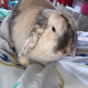 Meet your Posher, Ashton